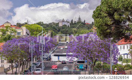 Beautiful Blue Jacaranda blooming in Lisbon street with monument in Jardim Ducla Soares timelapse. Portugal 128826934