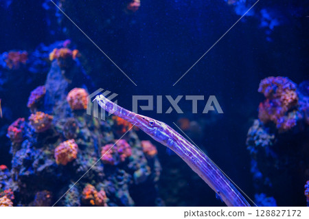 A sea fan swimming in the blue sea | A saltwater fish with a unique shape 128827172