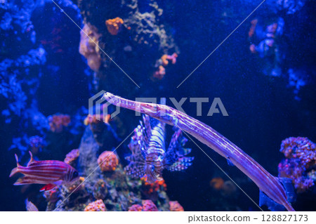 A sea fan swimming in the blue sea | A saltwater fish with a unique shape 128827173