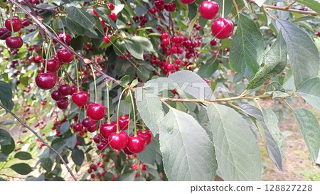 A close-up view of a cherry tree branch filled with shiny red cherries. The leaves are vibrant green, and sunlight filters through the orchard creating a cheerful summer atmosphere. 128827228