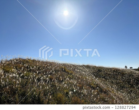 Silver grass field and high autumn sun Silver grass field and high autumn sun 128827294