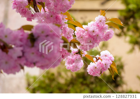fragrant blossom of sakura in spring. pink nature background. japanese plant adapted for ukraine climate. twigs of kanzan species with lush flowers 128827331