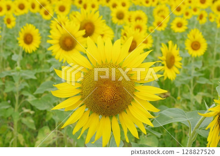 與夏天花的風景 與夏天花的風景 128827520