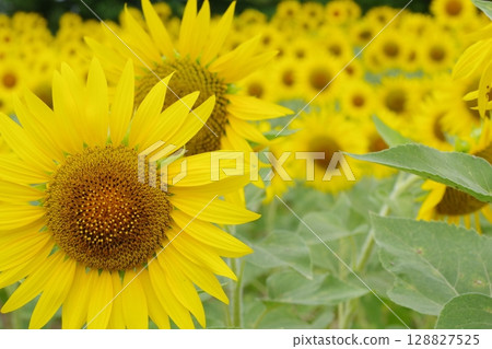 A healthy sunflower 128827525