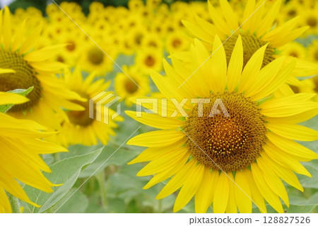 The big sunflower 128827526