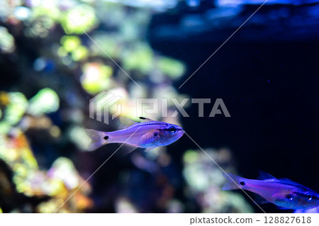 A fantastic underwater scene of a stingray swimming | The beauty of colorful tropical fish 128827618
