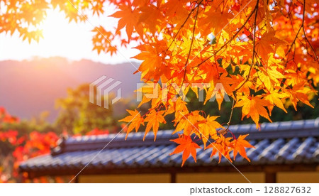 日本美麗的秋葉和瓦片屋頂 128827632