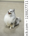 Sheltie 坐下 128827711