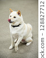 Shiba Inu坐 128827712