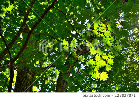 Maple forest at Mt. Kurodake in the Misaka Mountains Maple forest at Mt. Kurodake in the Misaka Mountains 128827871