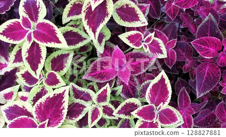 美麗的紫色和紅紫色葉草 128827881
