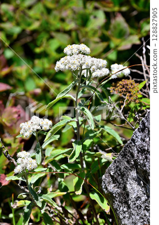 禦坂山釋迦岳上盛開的山葉箱 禦坂山釋迦岳上盛開的山葉箱 128827905