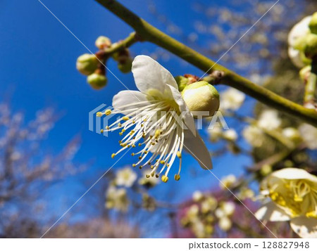 Healthy white plum blossoms 128827948