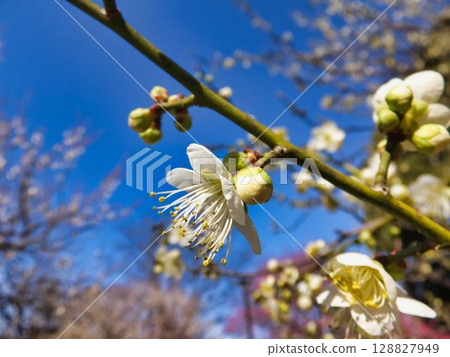 blue sky and plum blossoms 128827949