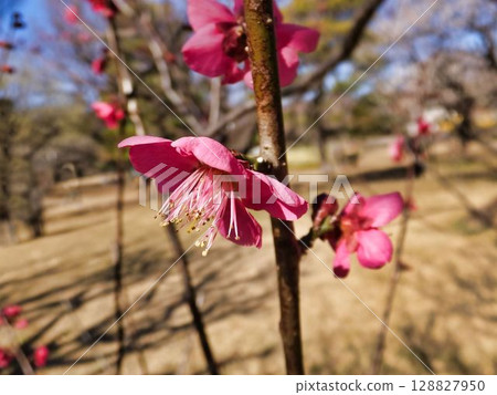 Red novice flowers 128827950