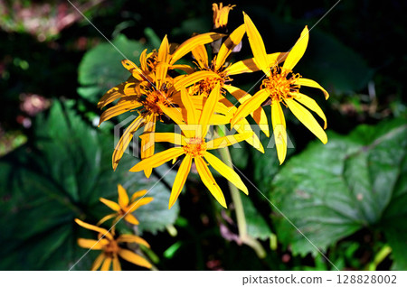 Hafusan in the Misaka Mountains: Marubatakebuki blooming in summer Hafusan in the Misaka Mountains: Marubatakebuki blooming in summer 128828002