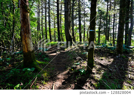 Hafusan in the Misaka Mountains: The Peak of the Forest 128828004