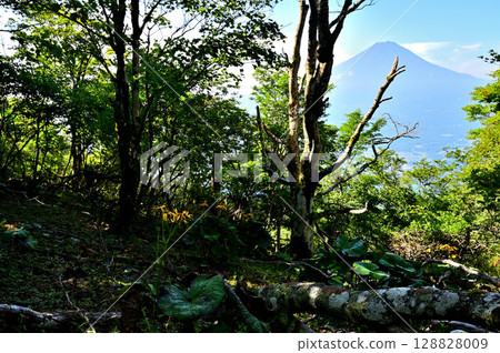 From Mount Kurodake in the Misaka Mountains: Mount Fuji in summer and the flowers of the Japanese quince blooming in the forest From Mount Kurodake in the Misaka Mountains: Mount Fuji in summer and the flowers of the Japanese quince blooming in the forest 128828009