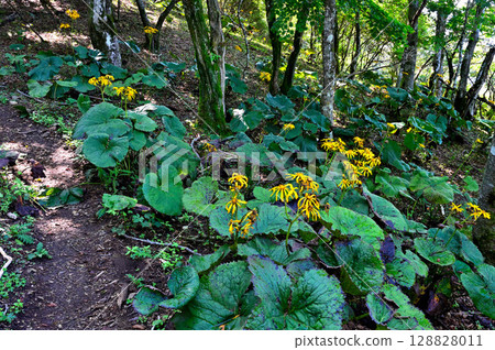 Kurodake in the Misaka Mountains: Marubata kebukuro flowers blooming in the forest Kurodake in the Misaka Mountains: Marubata kebukuro flowers blooming in the forest 128828011