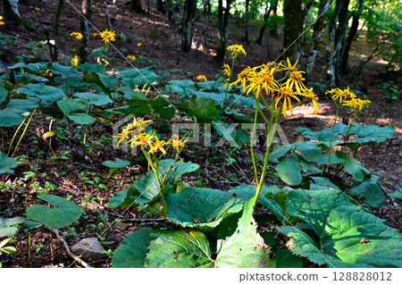 Kurodake in the Misaka Mountains: Marubata kebukuro flowers blooming in the forest Kurodake in the Misaka Mountains: Marubata kebukuro flowers blooming in the forest 128828012
