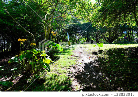 禦坂山的夏天：黑公與木瓜花 128828013