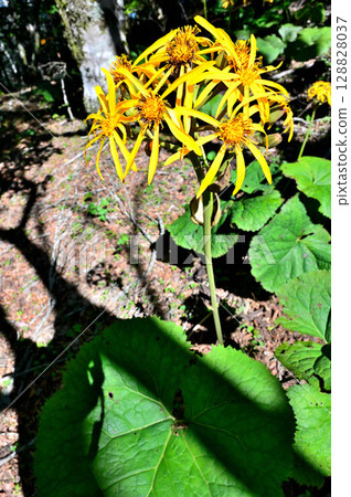 禦坂山的黑嶽、菊科、丸花舞 128828037