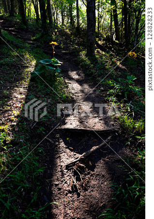 禦坂山的羽風山：陽光透過樹梢，照亮了山路兩旁盛開的丸畑吹樹 128828233