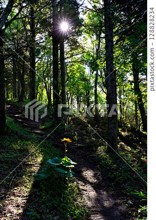 Hafusan in the Misaka Mountains: Sunlight filtering through the trees illuminates the Marubatakebuki trees blooming along the mountain path Hafusan in the Misaka Mountains: Sunlight filtering through the trees illuminates the Marubatakebuki trees blooming along the mountain path 128828234