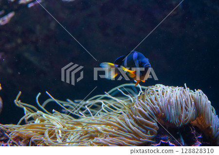 A scene of clownfish and sea anemones living together 128828310