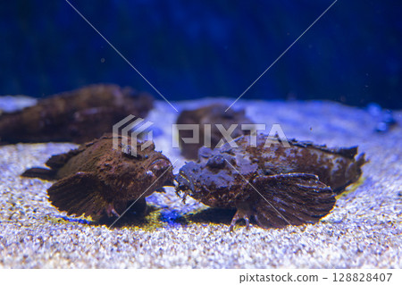 站在沙底的魔鬼刺魚 128828407