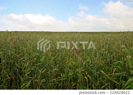 Closeup of Wheat Field with Blue Cloudy Sky on a Summer Morning Closeup of Wheat Field with Blue Cloudy Sky on a Summer Morning 128828622
