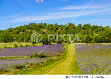 Summer landscape with lavender fields, France 128828722