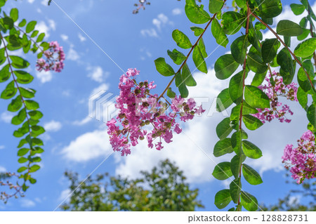Crape myrtle flowers blooming under the blue sky Crape myrtle flowers blooming under the blue sky 128828731