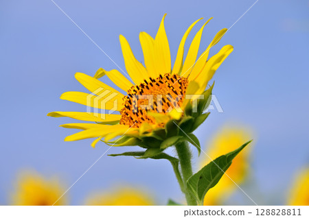 Sunflowers looking up at the summer sky 128828811