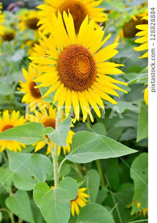 Asteraceae, large sunflower 128828884