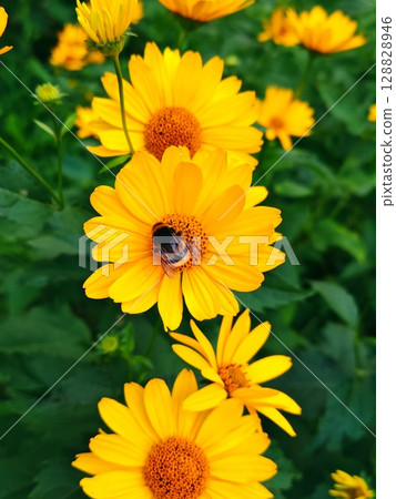 Bumblebee on a Yellow Heliopsis flower. Vibrant yellow Heliopsis flowers in lush green foliage. plant of Asteraceae family. Vertical 128828946