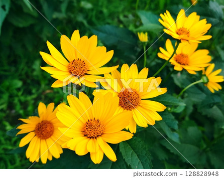 Vibrant yellow Heliopsis flowers in lush green foliage. plant of Asteraceae family. 128828948