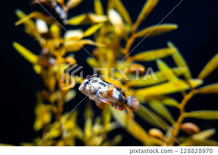 A juvenile scorpionfish hiding in seaweed A juvenile scorpionfish hiding in seaweed 128828970