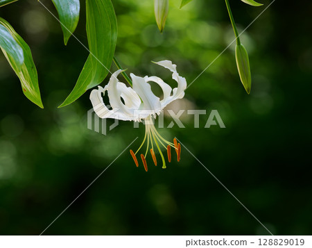 Beautiful white valerian flower Beautiful white valerian flower 128829019