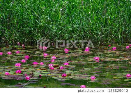Water lilies colony at the southern end of Lake Kizaki Water lilies colony at the southern end of Lake Kizaki 128829040