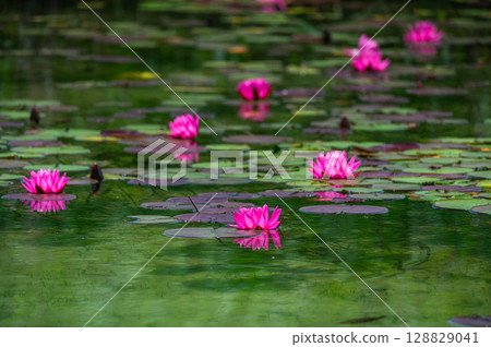 Water lilies blooming on the lake in summer Water lilies blooming on the lake in summer 128829041