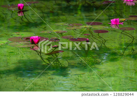 夢幻湖面上漂浮的睡蓮 128829044