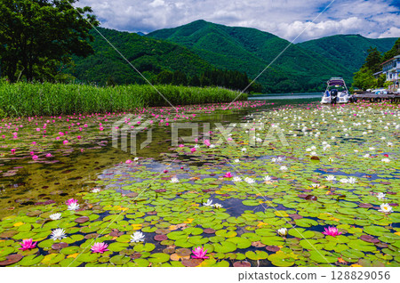 Water lilies colony at the southern end of Lake Kizaki 128829056