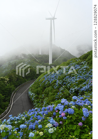 大川原高原繡球花3（德島縣名東郡真河內村） 128829074