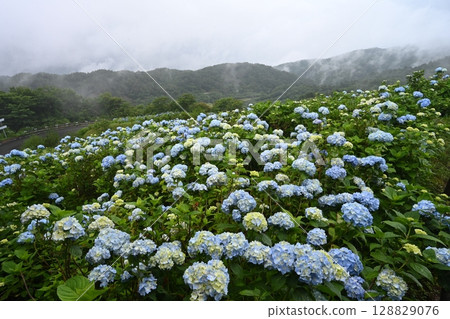 大川原高原繡球花5（德島縣名東郡真河內村） 128829076