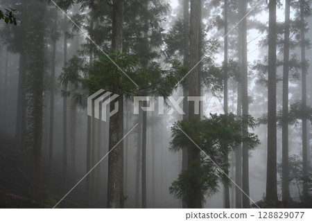 Misty Cedar Forest 1 (Sanagouchi Village, Meito District, Tokushima Prefecture) Misty Cedar Forest 1 (Sanagouchi Village, Meito District, Tokushima Prefecture) 128829077