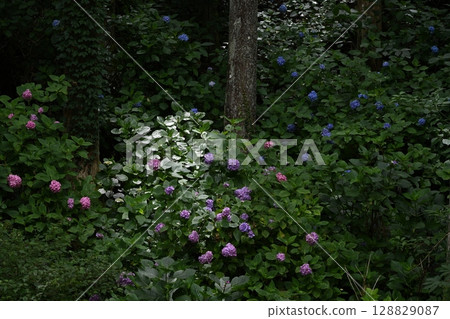 Shingu Hydrangea Village 1 (Kaminoyama, Shingu-cho, Shikokuchuo-shi, Ehime Prefecture) 128829087