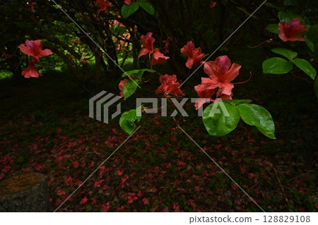 Funakuba Azalea Park 6 (Yamakawa-cho, Yoshinogawa City, Tokushima Prefecture) Funakuba Azalea Park 6 (Yamakawa-cho, Yoshinogawa City, Tokushima Prefecture) 128829108