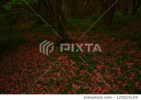 Funakuba Azalea Park 7 (Yamakawa-cho, Yoshinogawa City, Tokushima Prefecture) 128829109