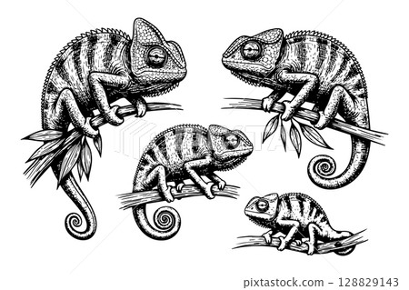 Vibrant chameleon set, ideal for nature and unique animal themes. 128829143